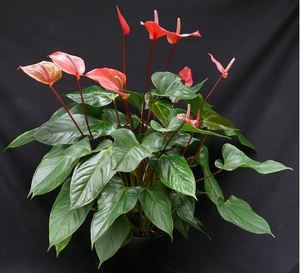 Red Anthurium